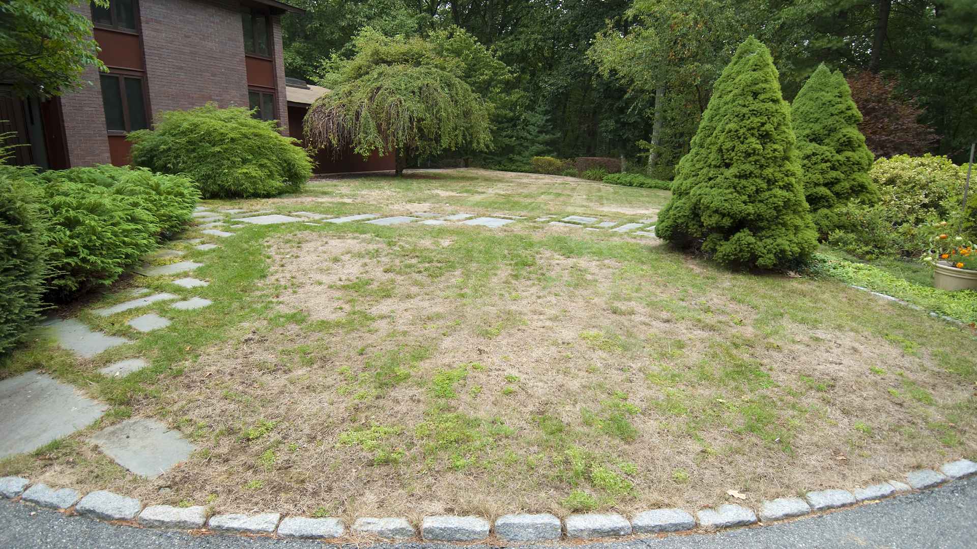 Brown patch lawn disease infected lawn in Wescosville, PA.