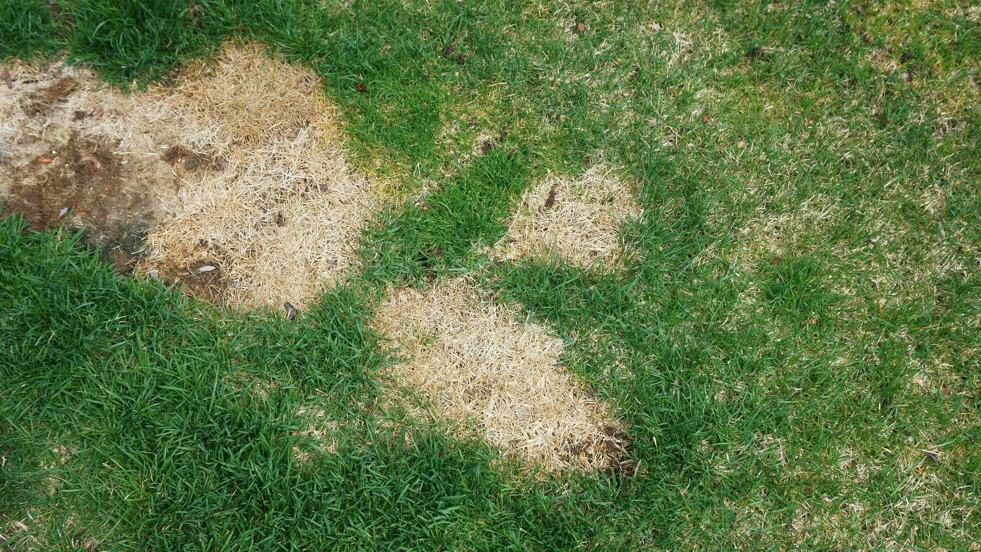 What Is Brown Patch Disease & What Should You Do if It Infects Your Lawn?
