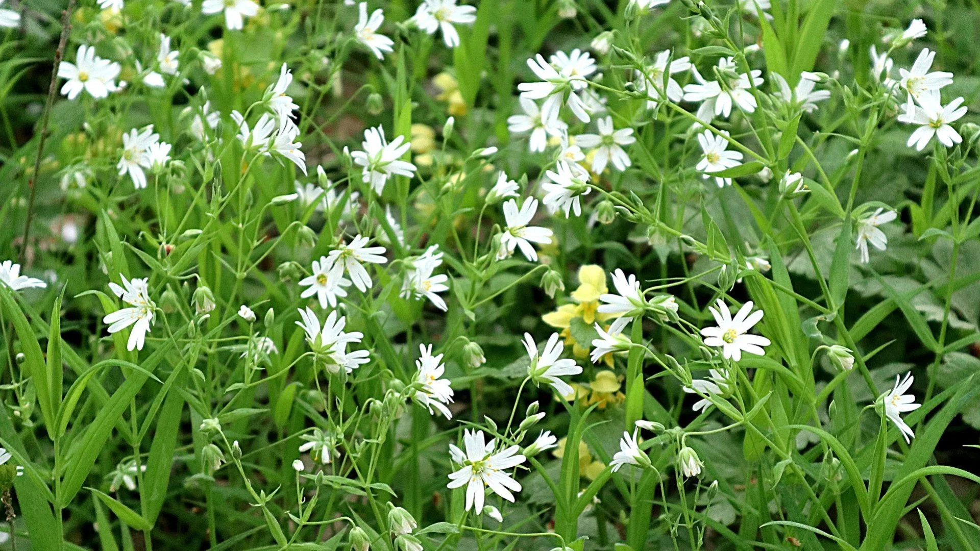 What Does It Mean When Weeds Are Annuals or Perennials?