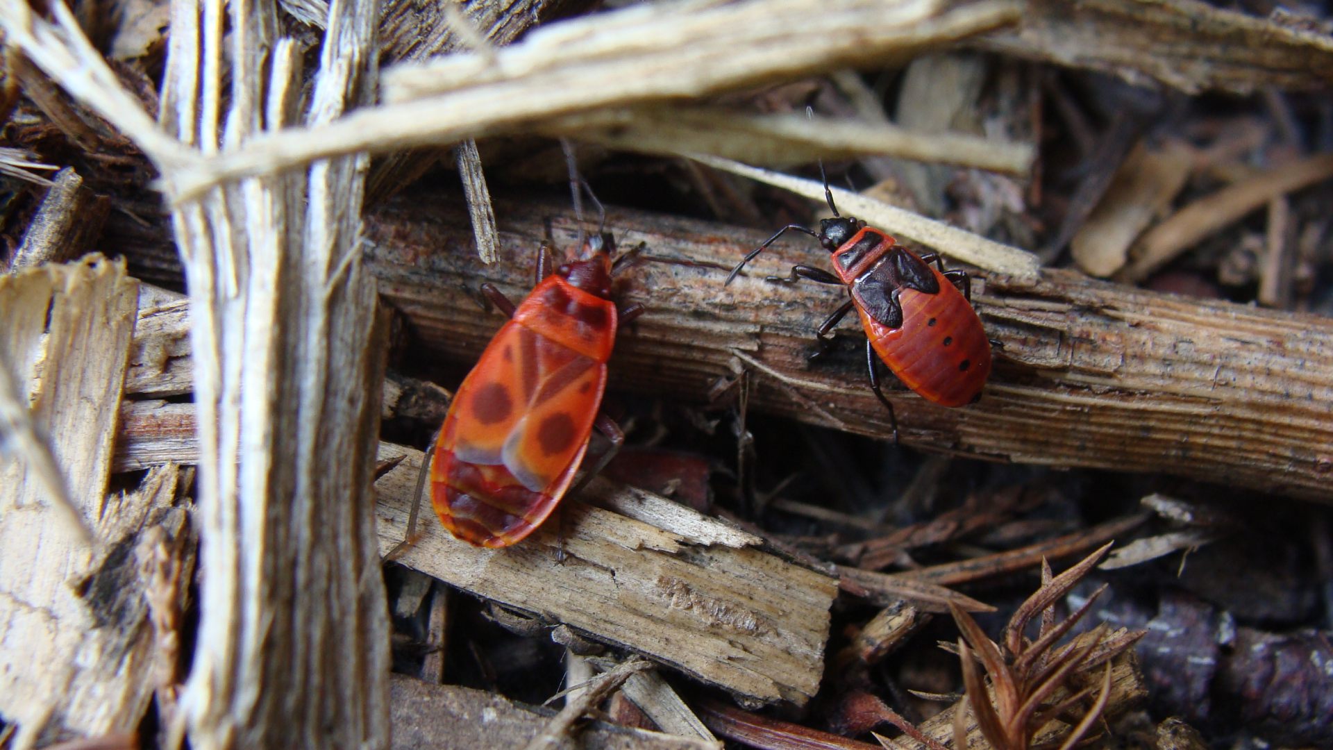Chinch bugs found in lawn debris in Emmaus, PA.