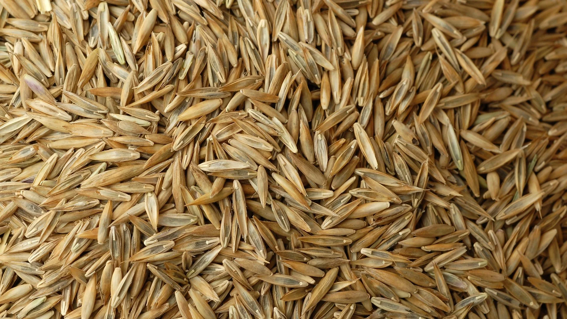 Overseeding Your Lawn In Pennsylvania? Consider Using Fescue Seed!