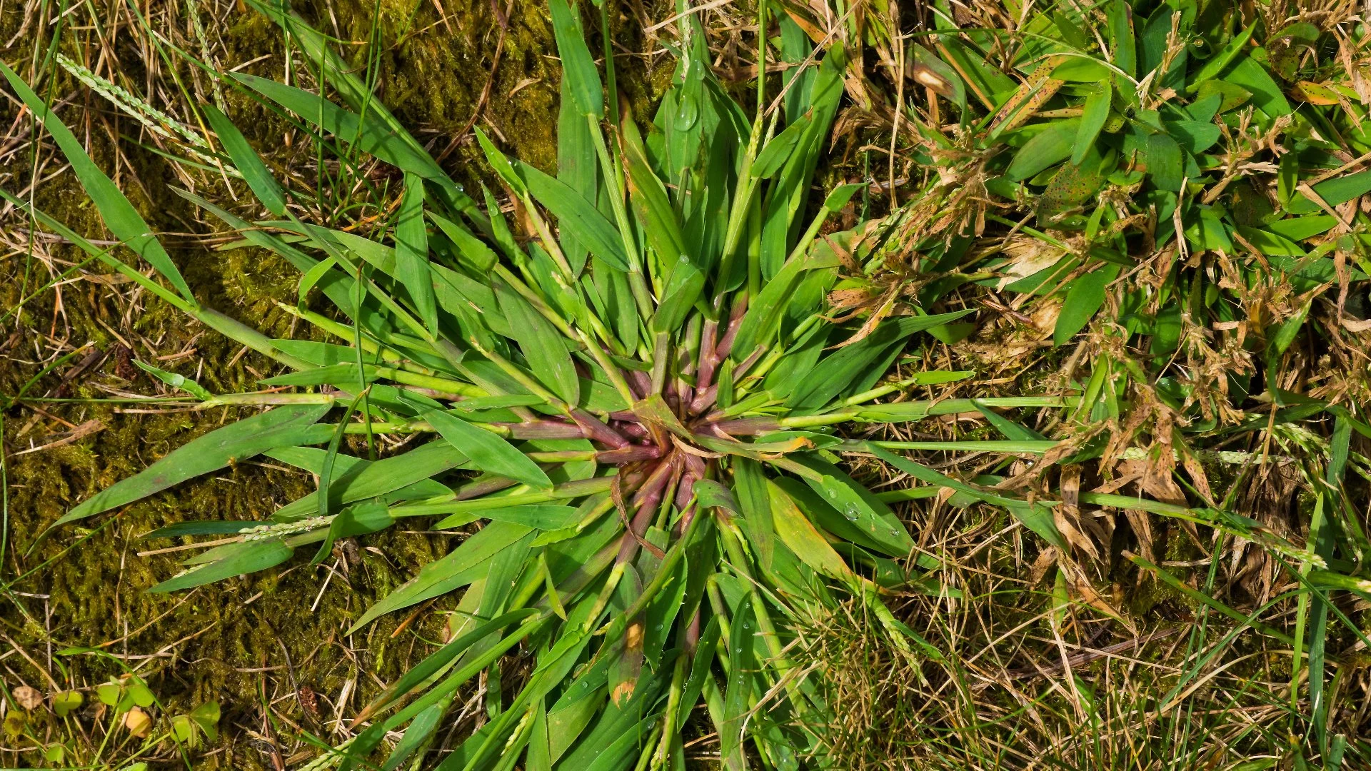 Post-Emergent Weed Control: When to Expect Results