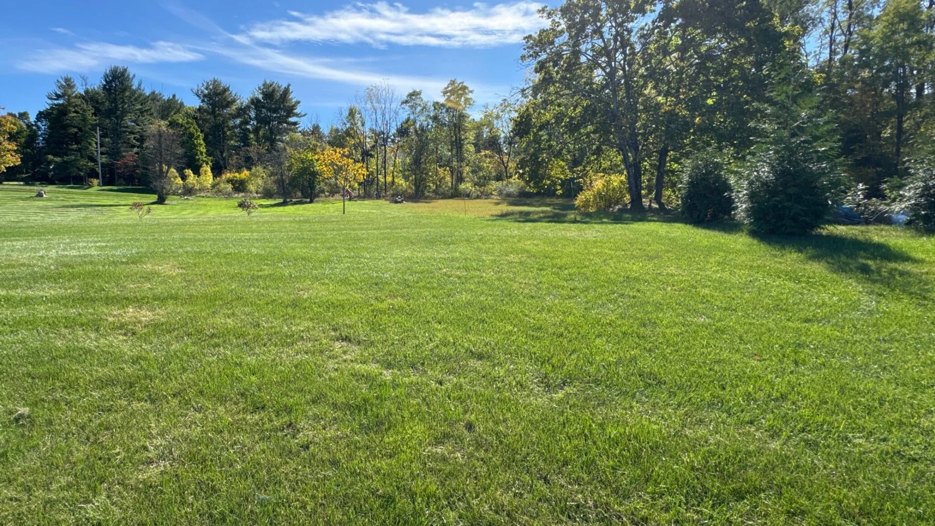 Are Weeds Taking Over Your Lawn? Here's Why