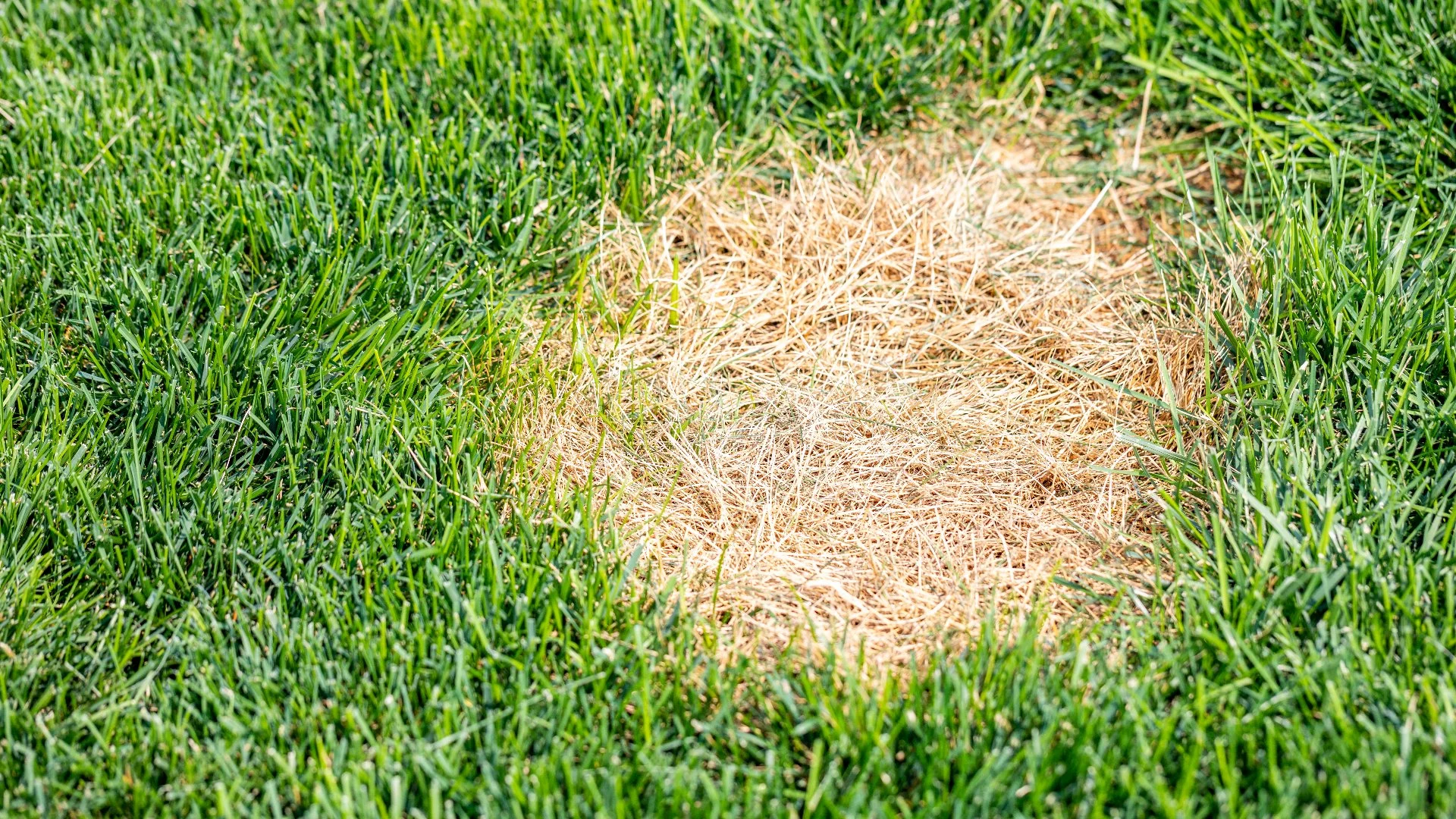 What Are the Small, Circular Patches of Brown Grass on Your Lawn?