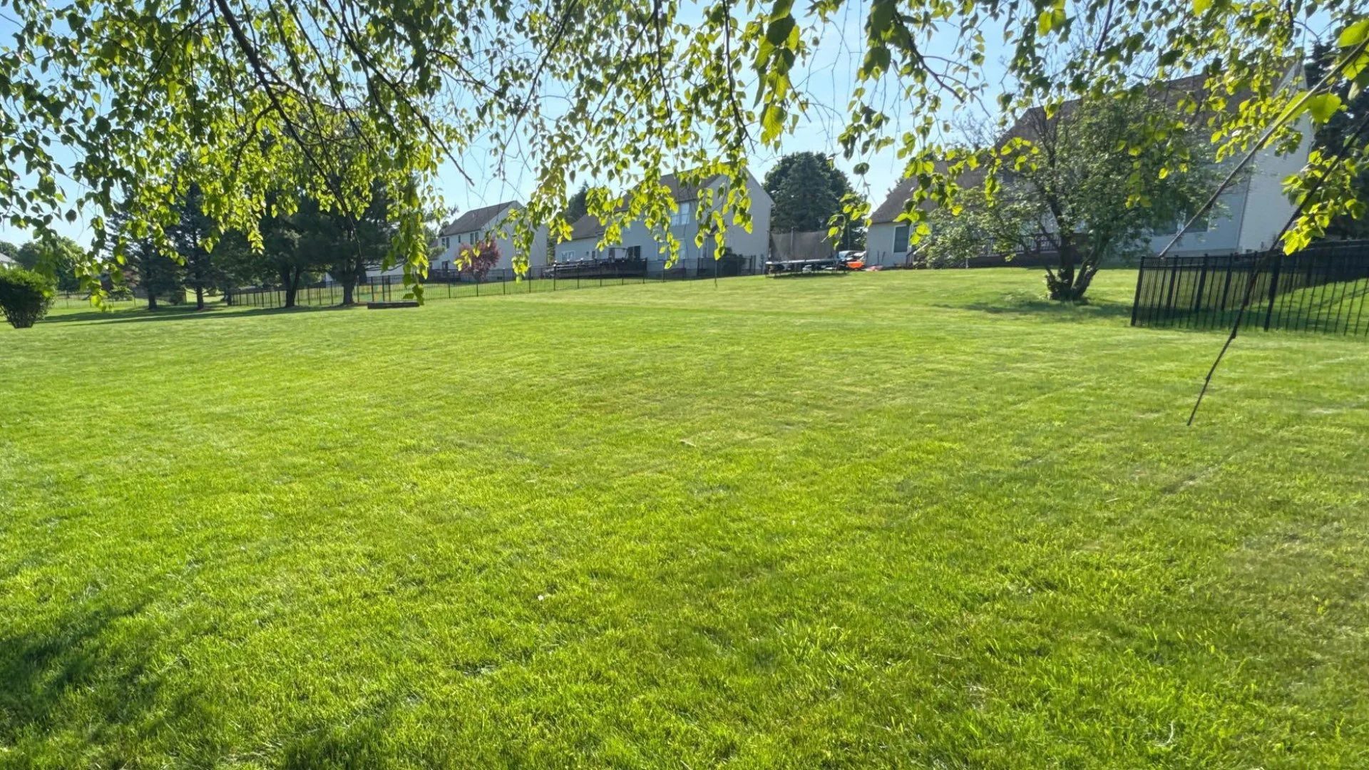 What Conditions Are Optimal for Lawn Diseases?