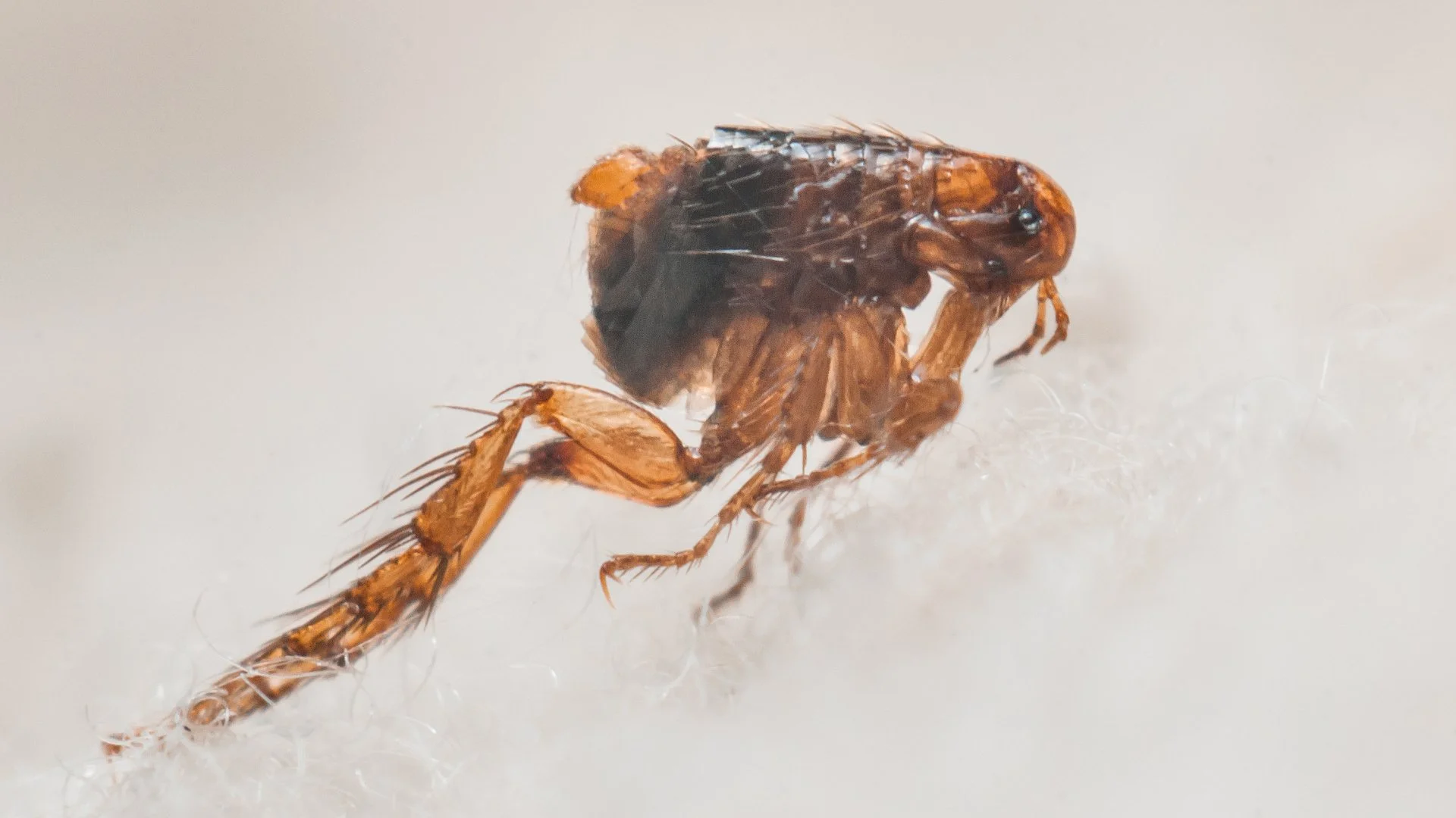 Flea Infestations: Identification & How to Address Them