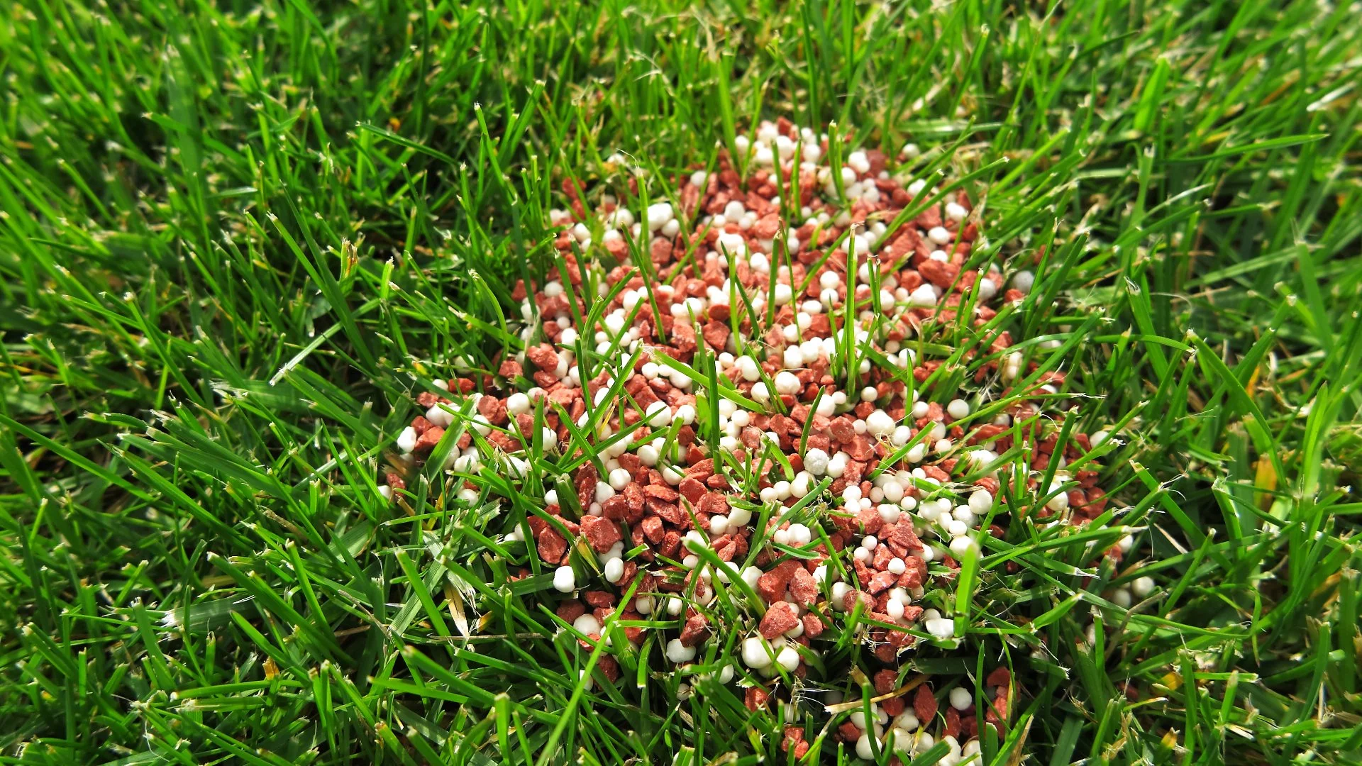 How Many Times Should My Lawn Be Fertilized During the Fall Season?