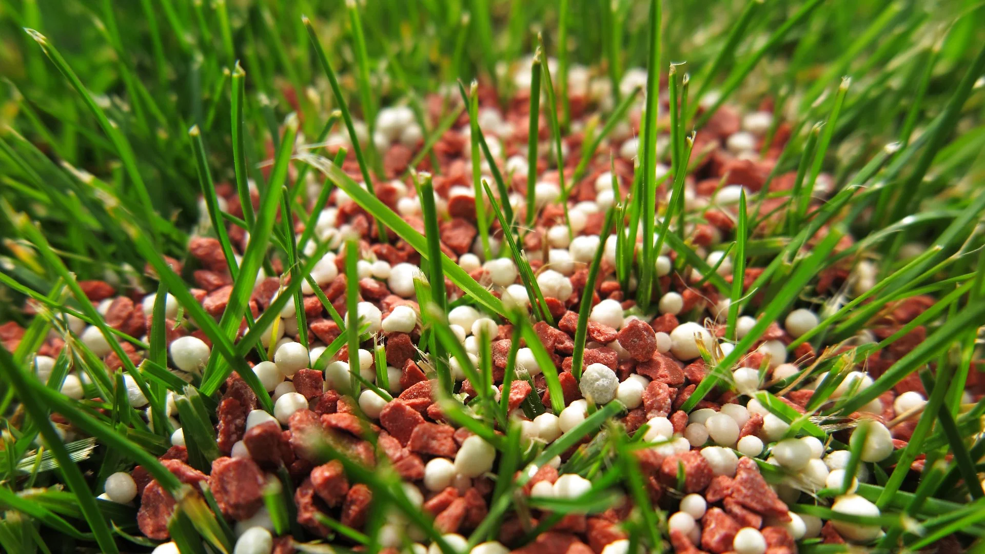 What Nutrients Are in Lawn Fertilizers & How Do They Help Your Grass?