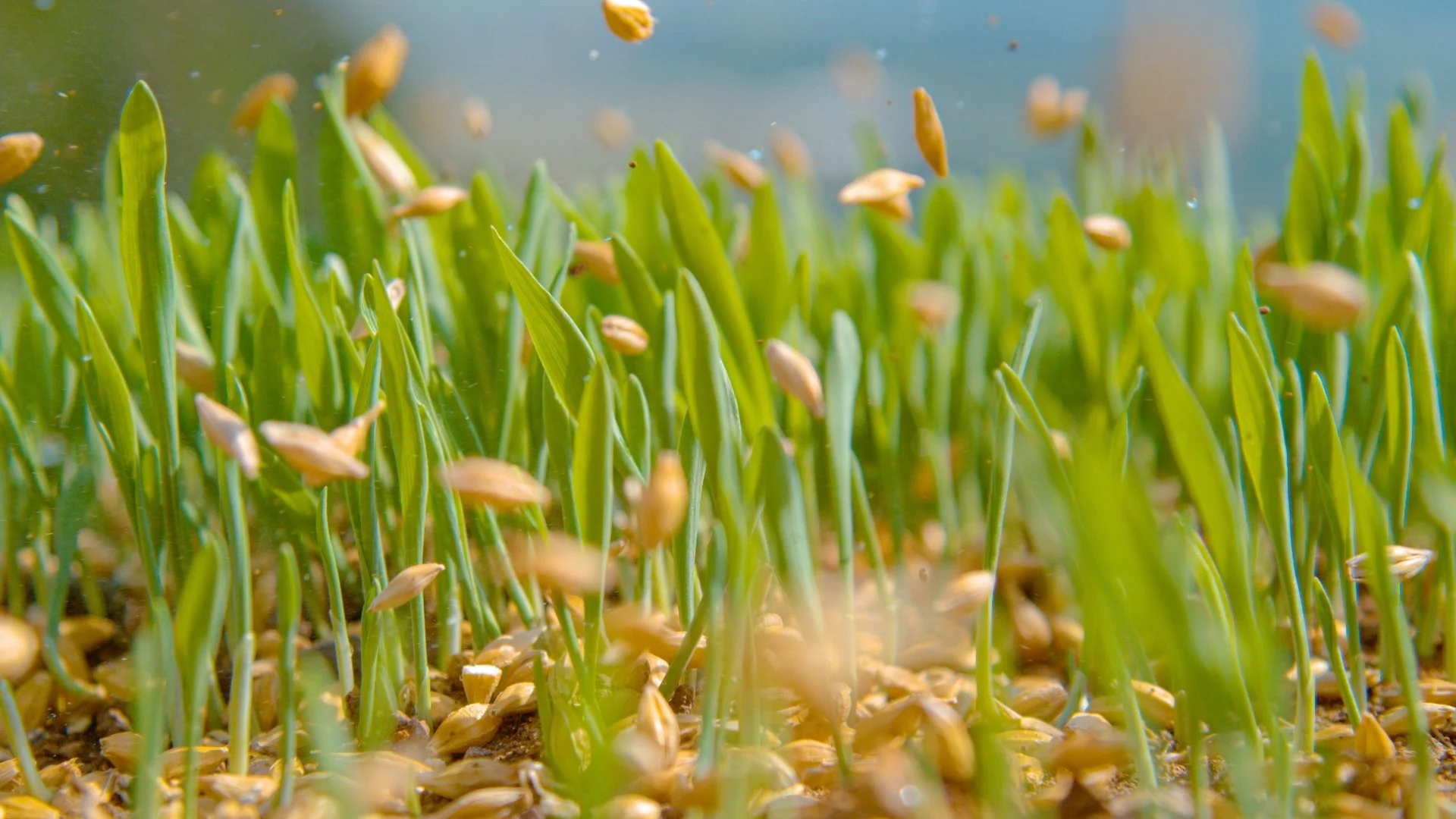 How Long Will It Take To See Results After Your Lawn Has Been Overseeded?