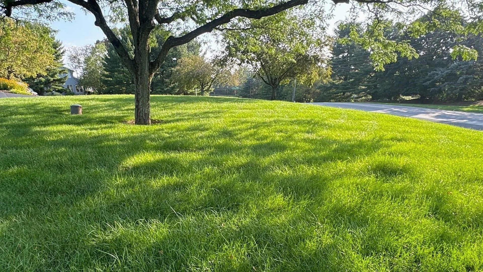 Is Lawn Overseeding Something You Can Do in the Spring?