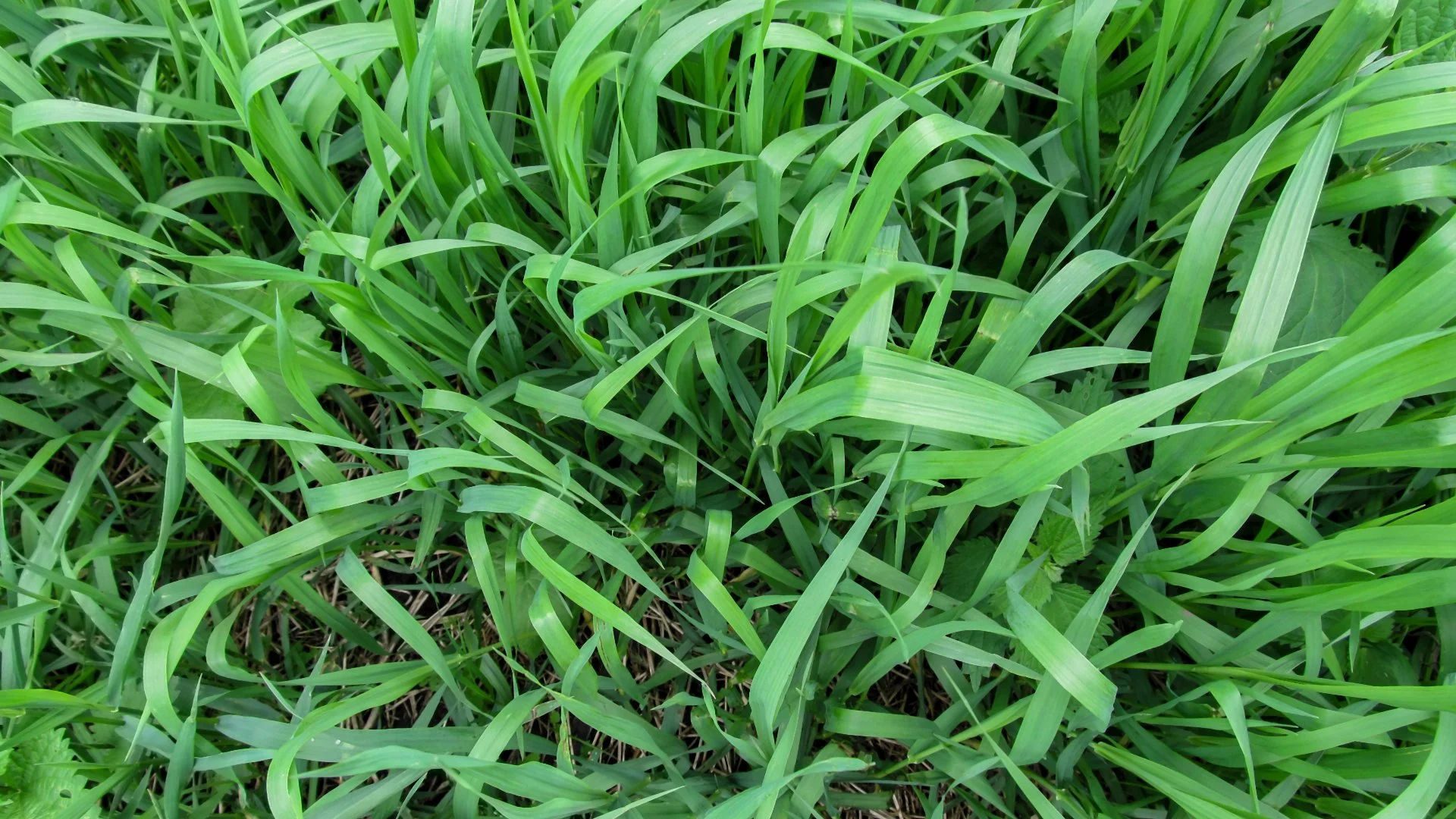 Comparing Broadleaf vs Grassy Weeds