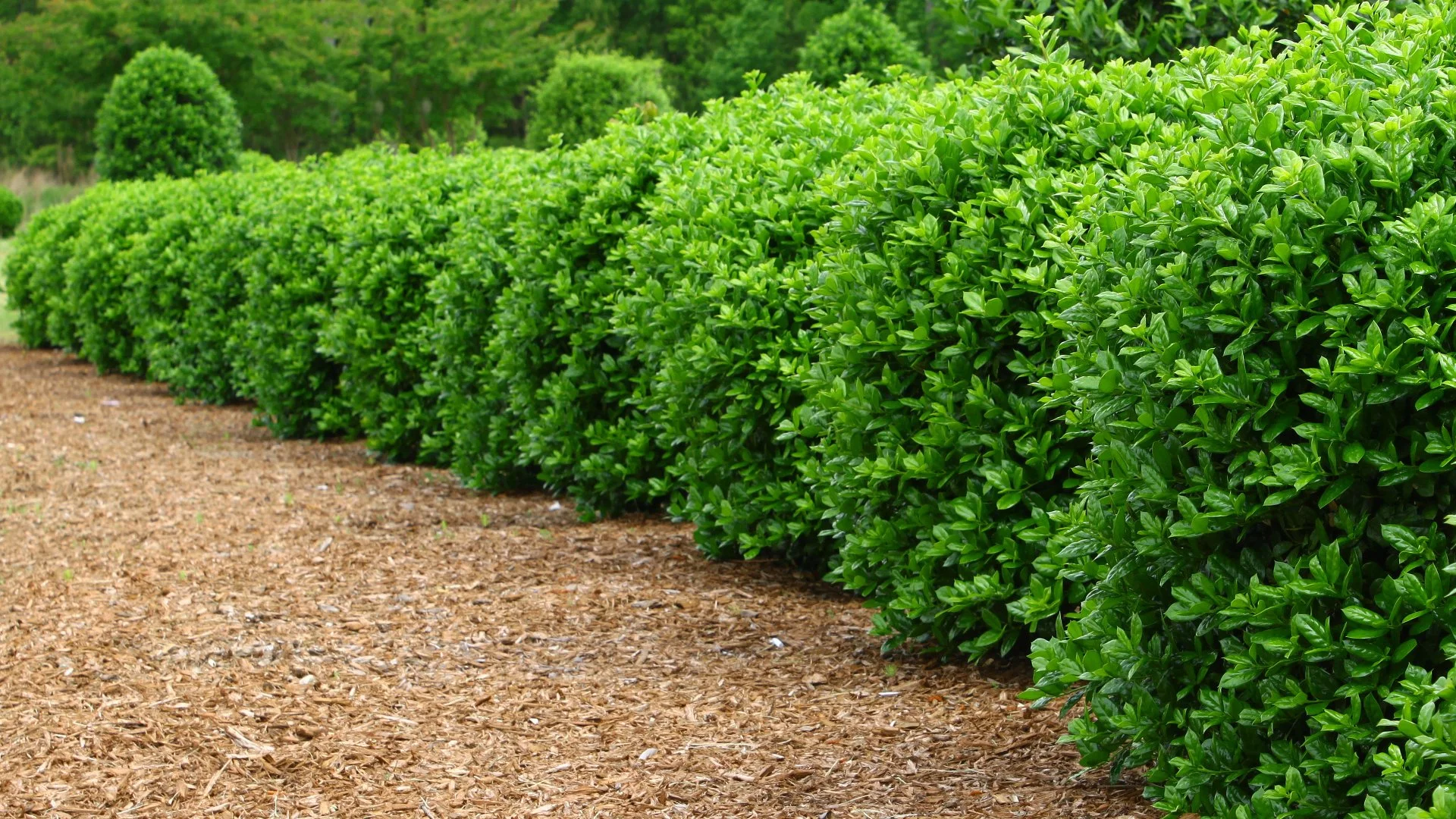 Achieve Beautiful, Shapely Plants by Trimming Them