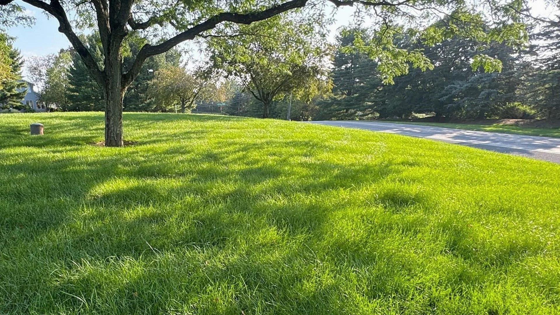 Pet-Safety Guidelines During & After Lawn Care Treatments
