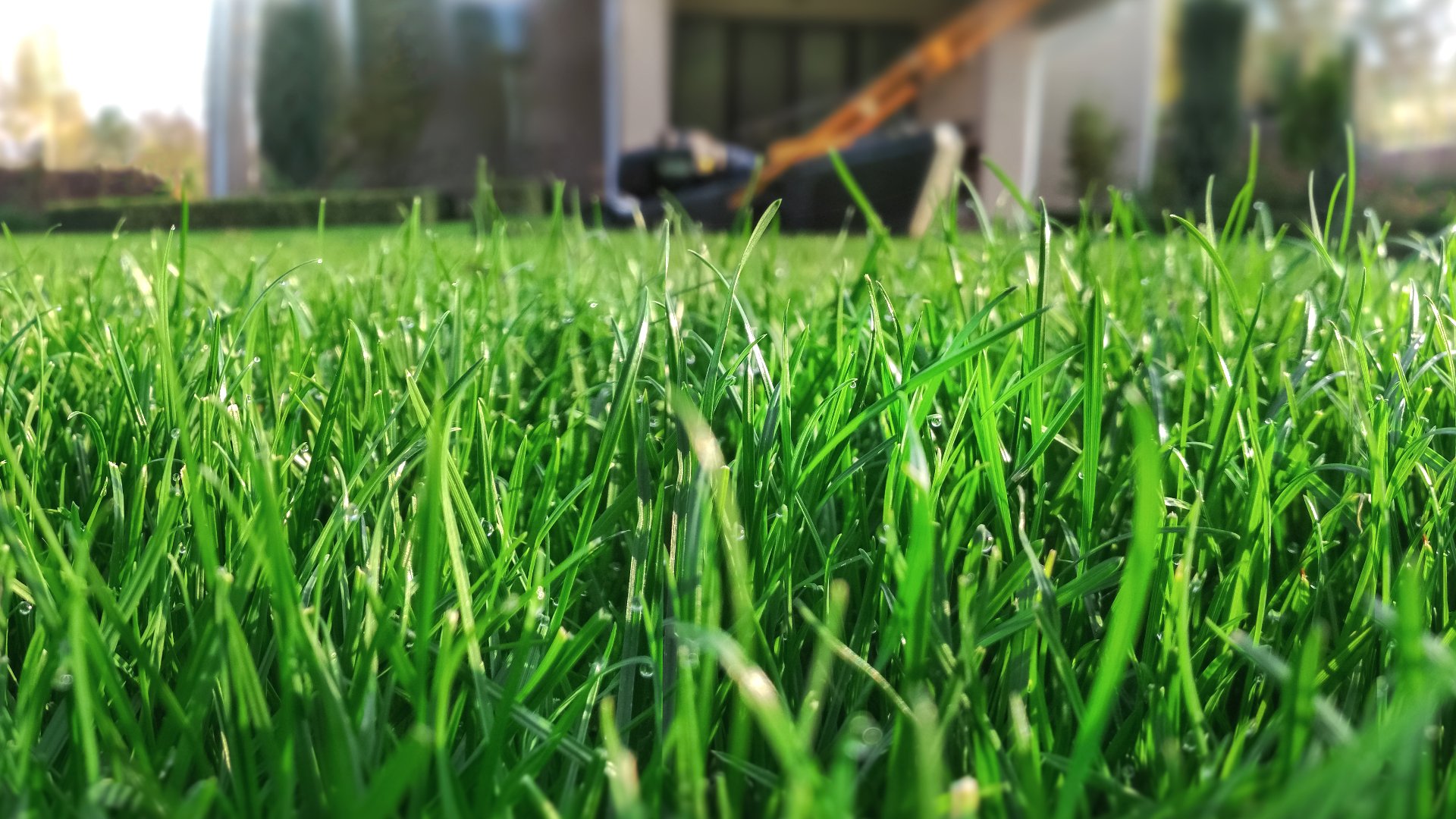 A Healthy Lawn in the Spring Means Aerating & Overseeding in the Fall