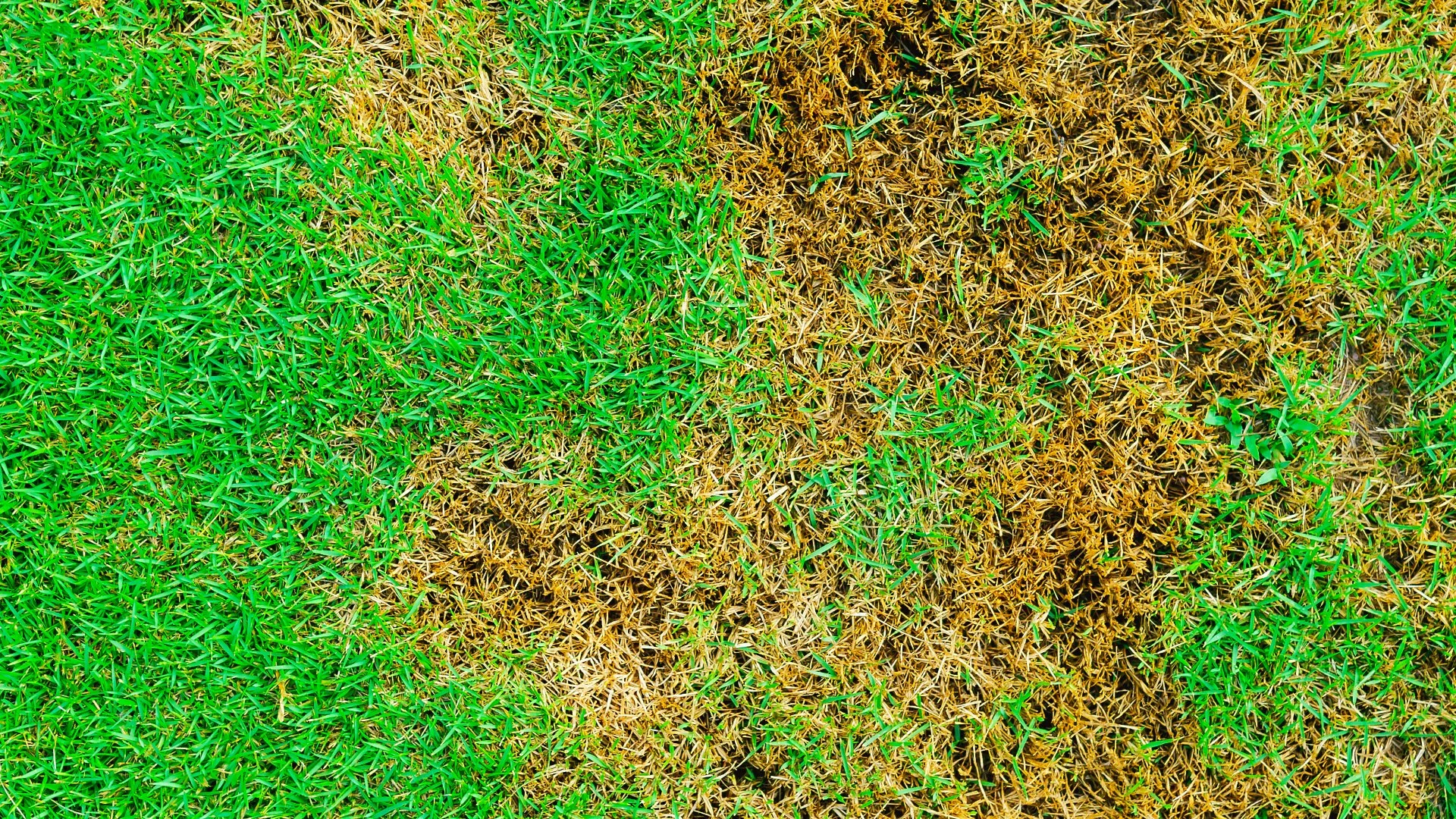 4 Lawn Diseases That Can Affect Lawns in Pennsylvania