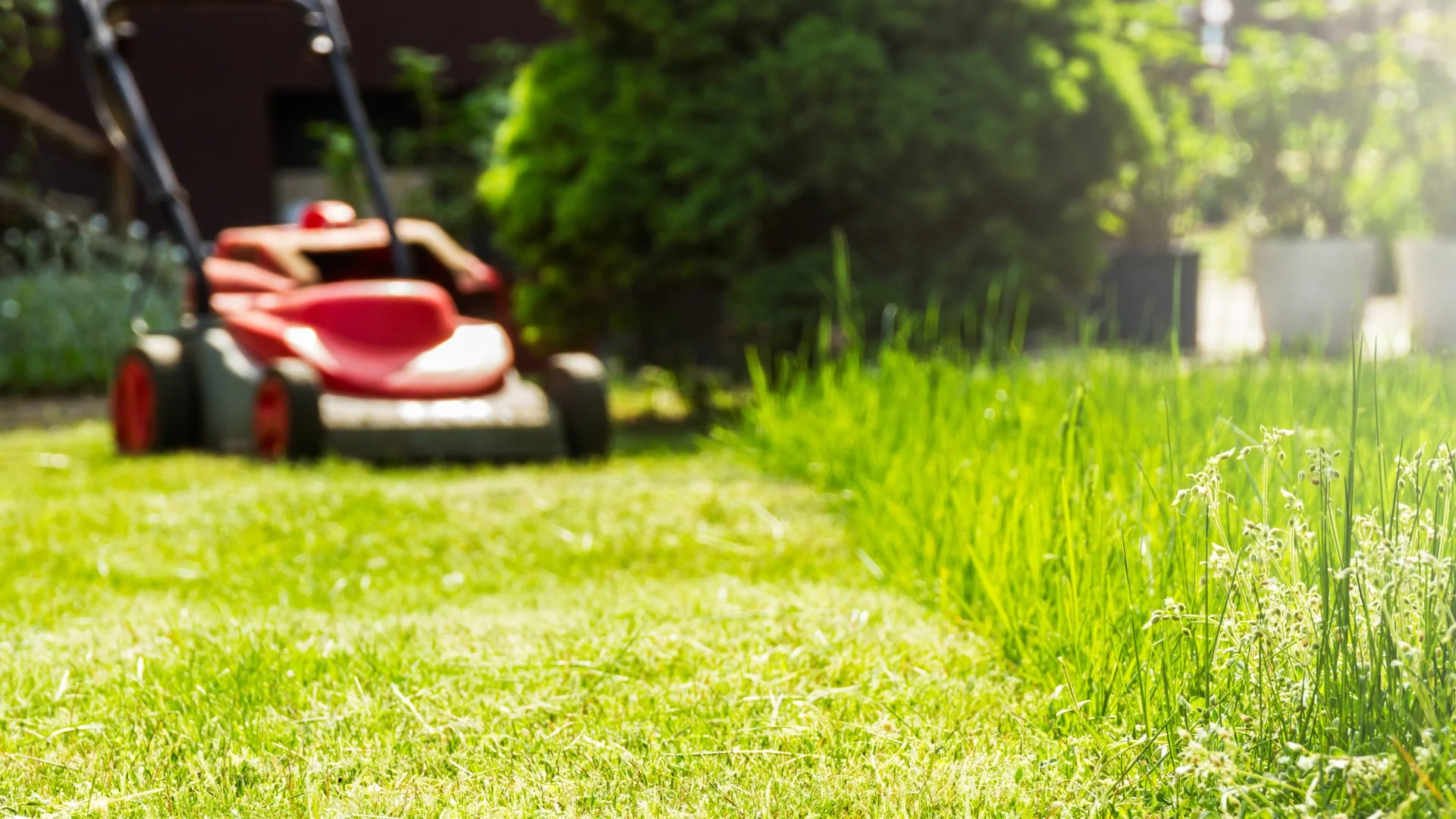 How Long Should I Wait to Mow My Lawn After Overseeding?