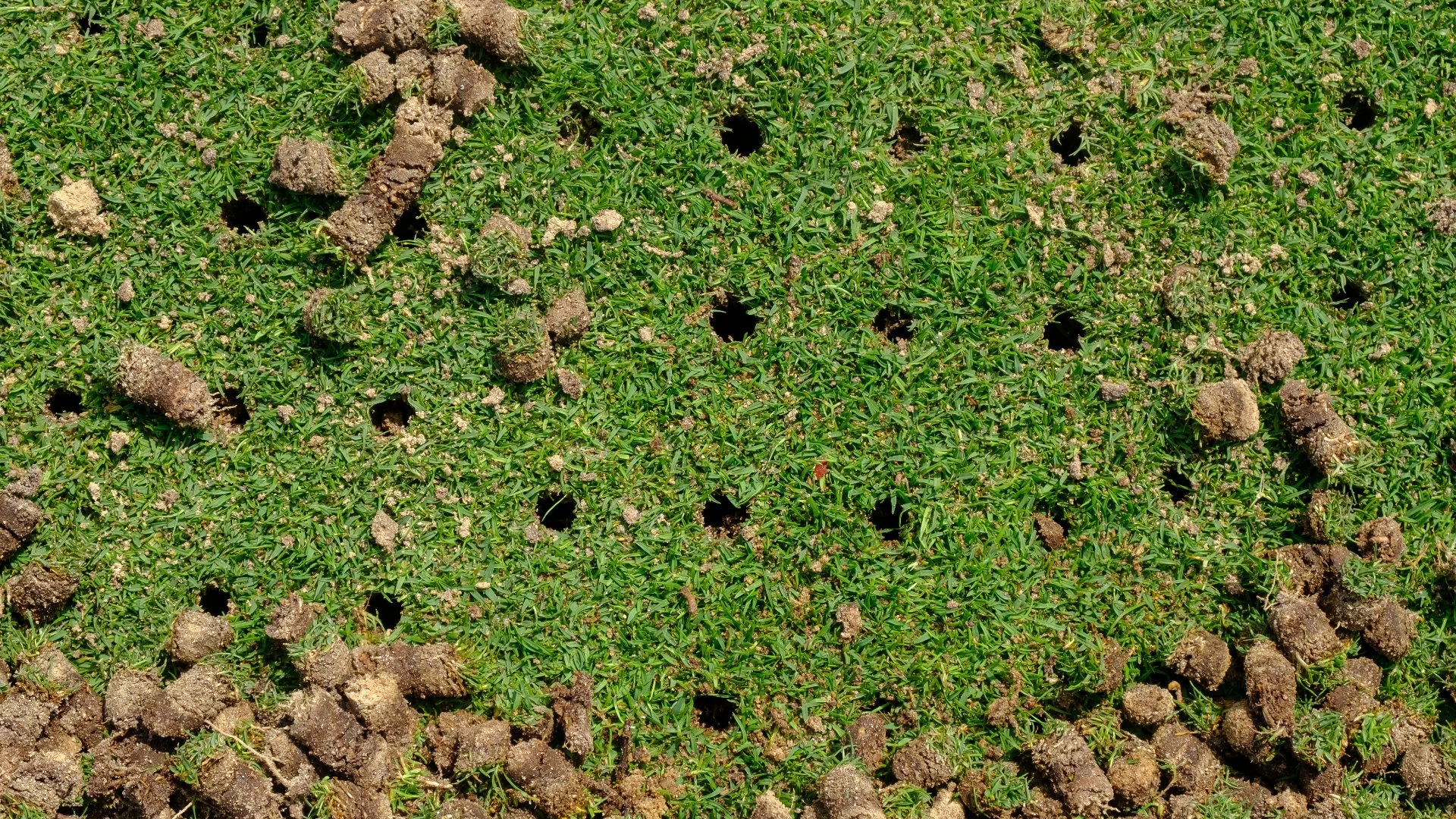 Help Your Lawn Reach Its Full Potential This Fall by Having It Core Aerated