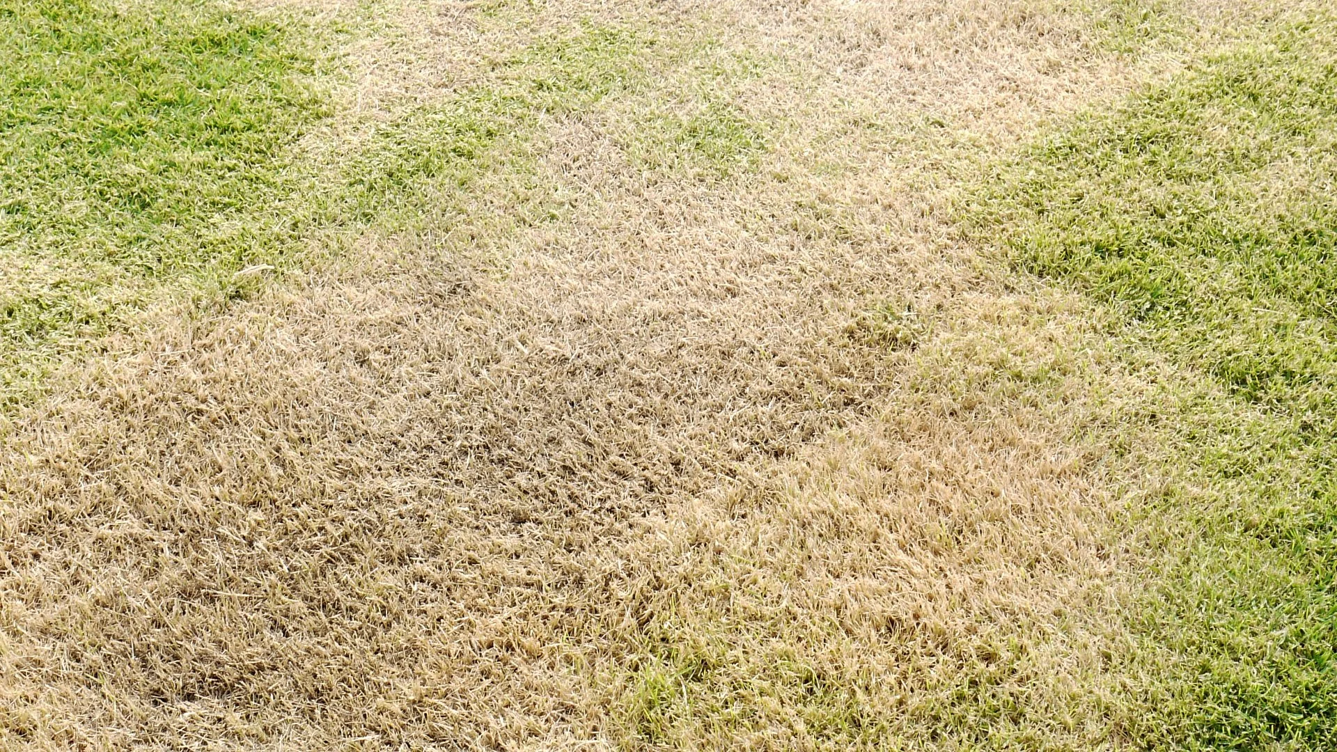 What Is Causing Your Lawn to Turn Brown? 3 Possible Culprits