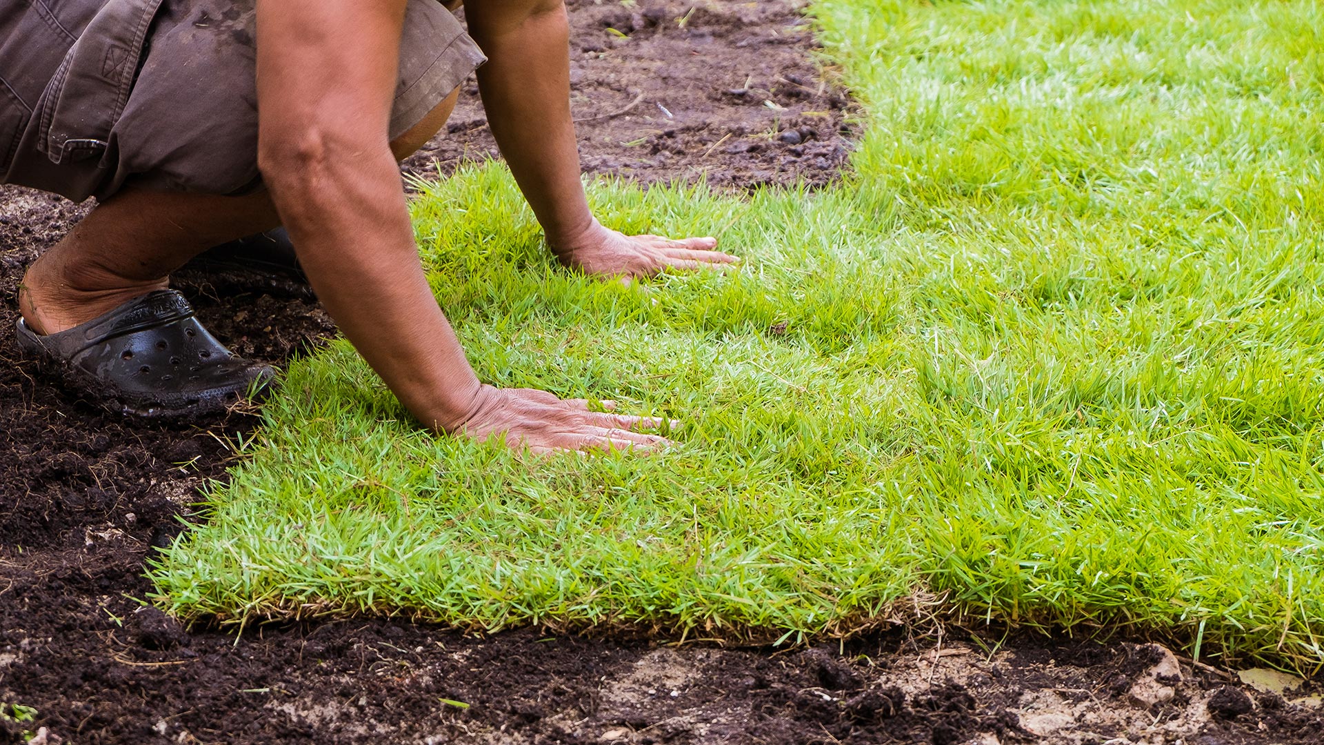 Your Guide to Choosing between New Lawn Seeding & Sod Installation