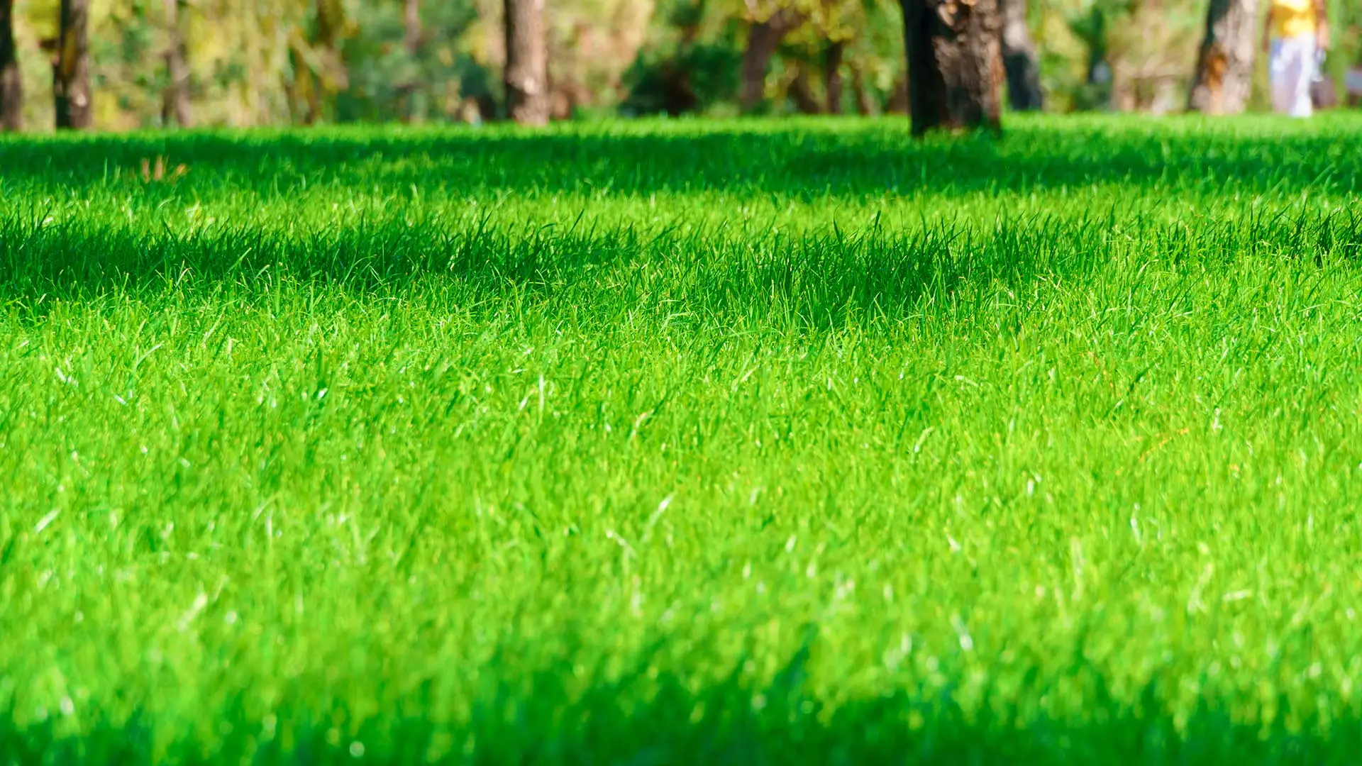 The Perfect Fertilization Schedule for Lawns in Pennsylvania