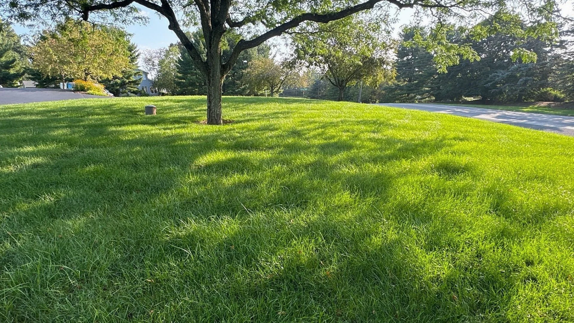 How Many Times Does Your Lawn Need to Be Fertilized in Summer?