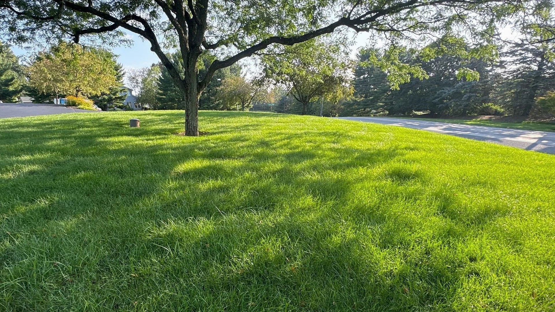 Absorption Time of Lawn Fertilizers Depends on These Factors!