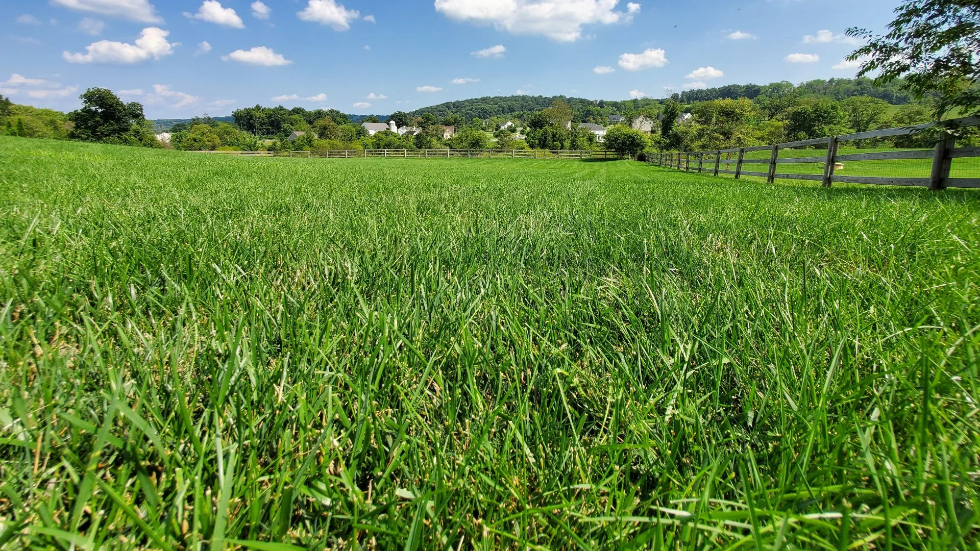 How Much Grass Seed Is Needed To Overseed A Lawn?