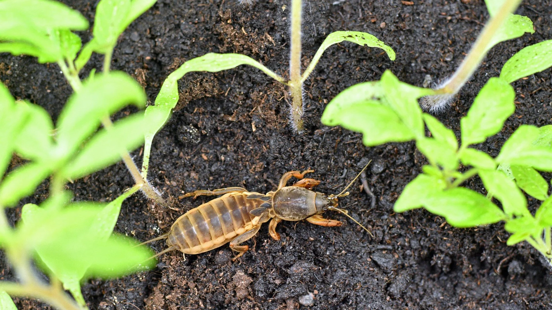 Do Mole Crickets Damage Lawns?