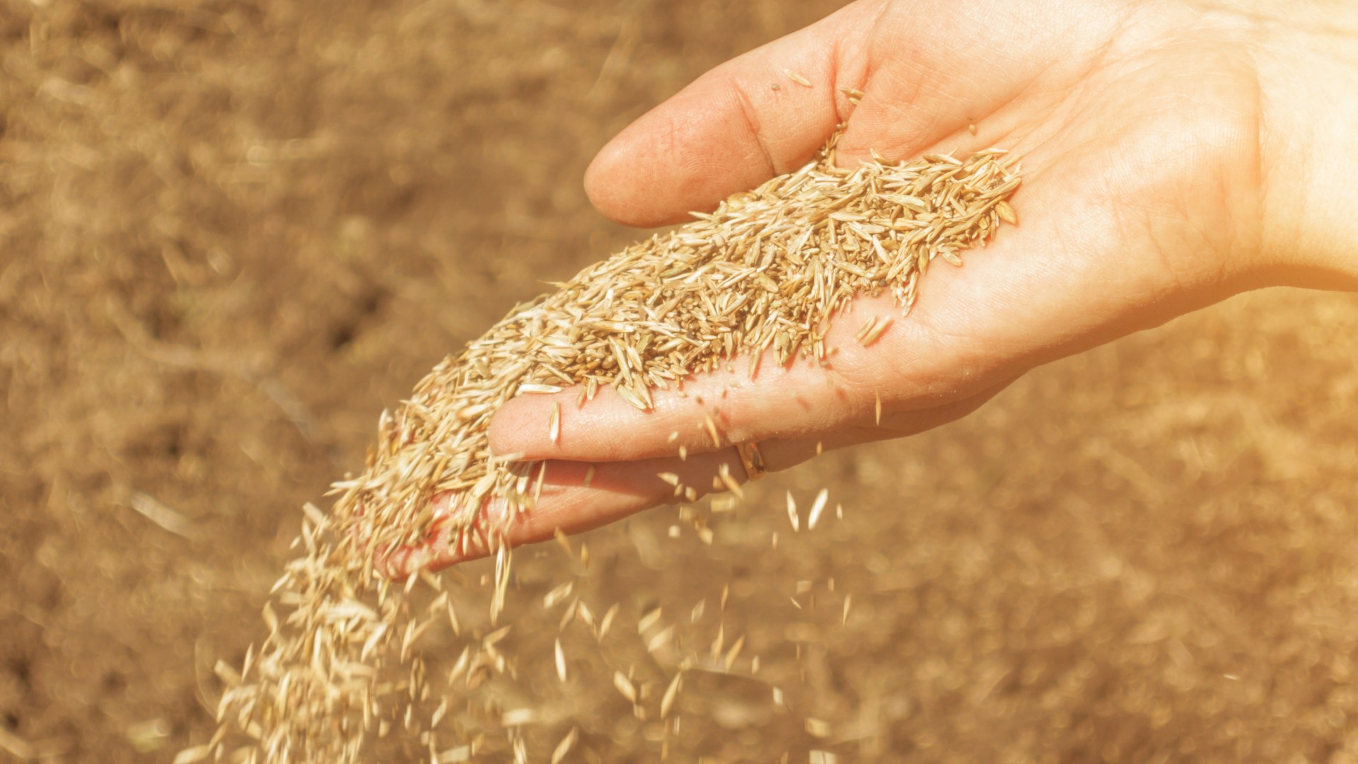 Seeds being poured over lawn in Emmaus, PA.