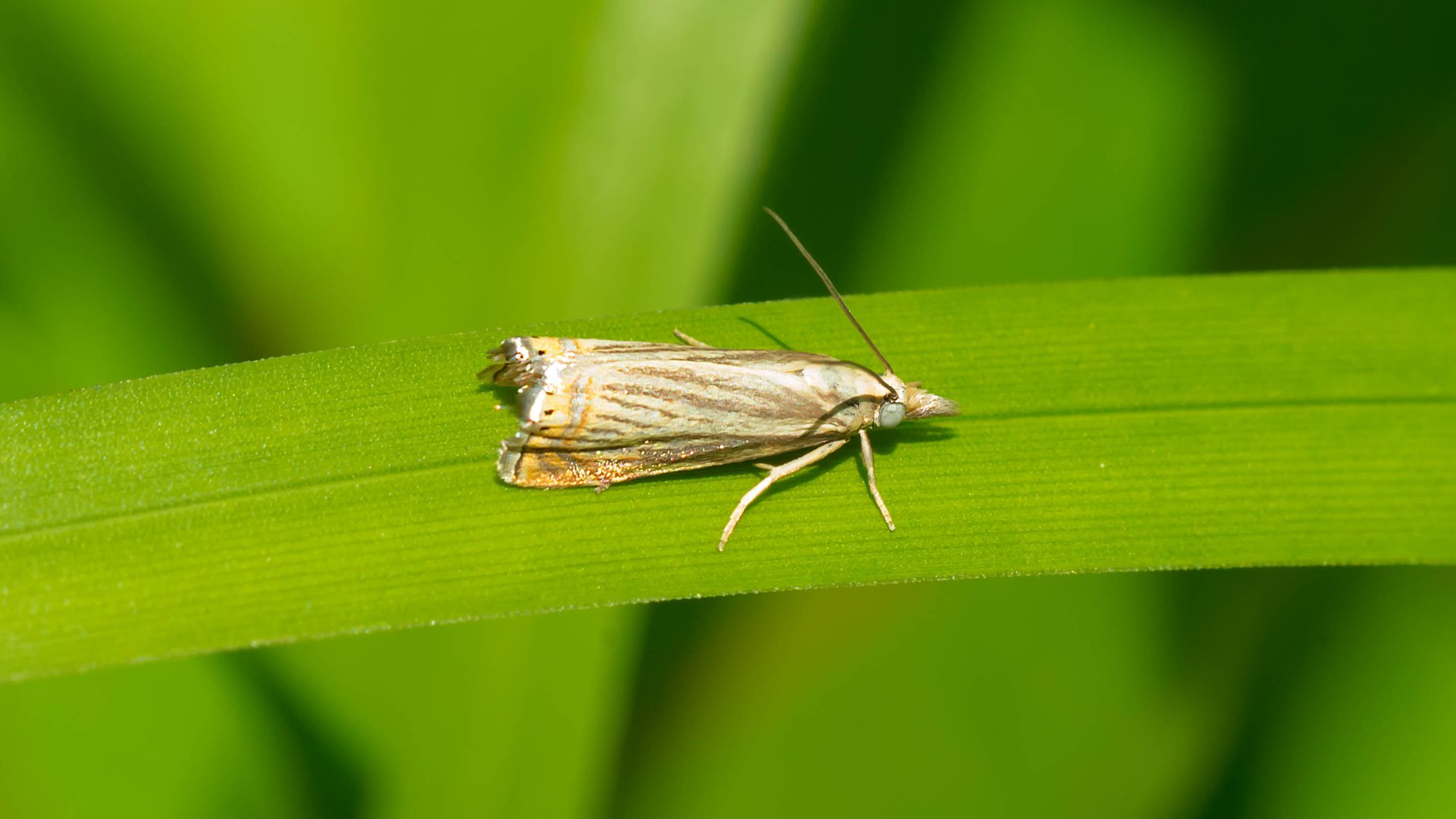 Here’s What You Should Do if Sod Webworms Have Infested Your Lawn