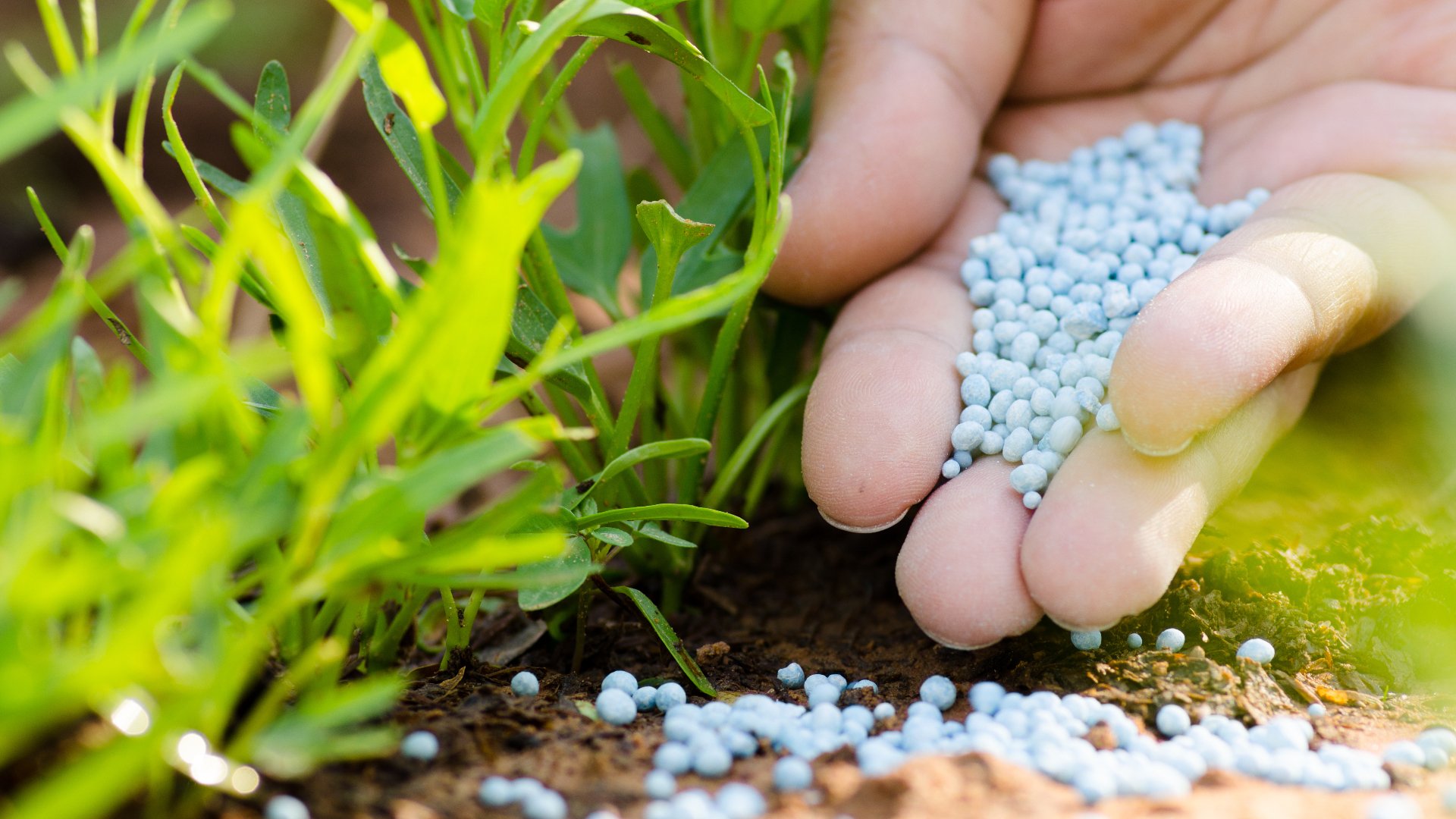 Too Much Fertilizer Can Be a Bad Thing - Don’t Overfertilize Your Lawn!
