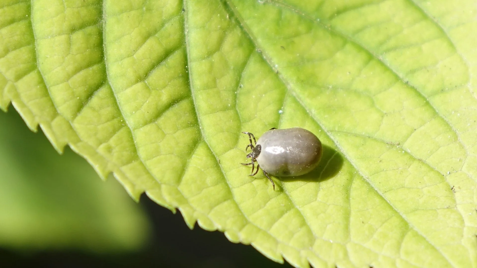 How to Reduce the Chances of Ticks Latching Onto You