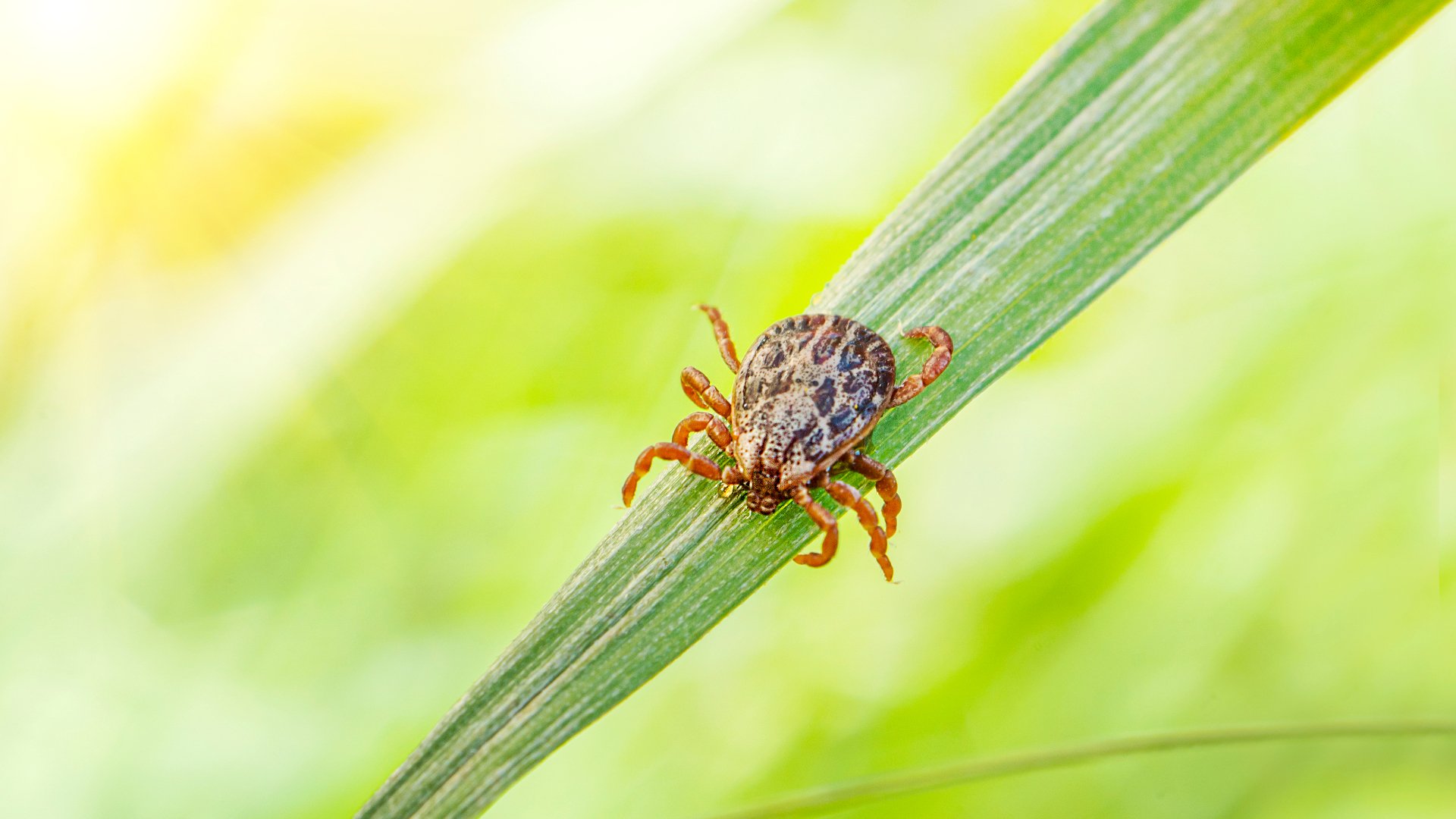 Things You Can Do to Help Prevent Fleas & Ticks From Infesting Your Lawn