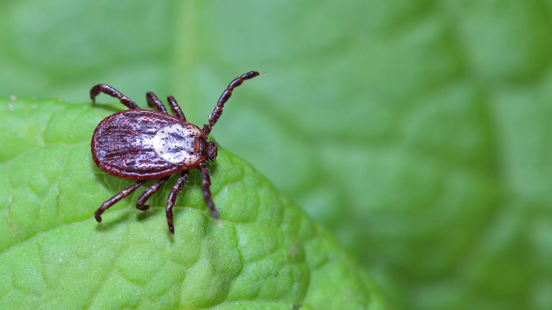 How to Ensure the Safety of Your Pets During Tick Season