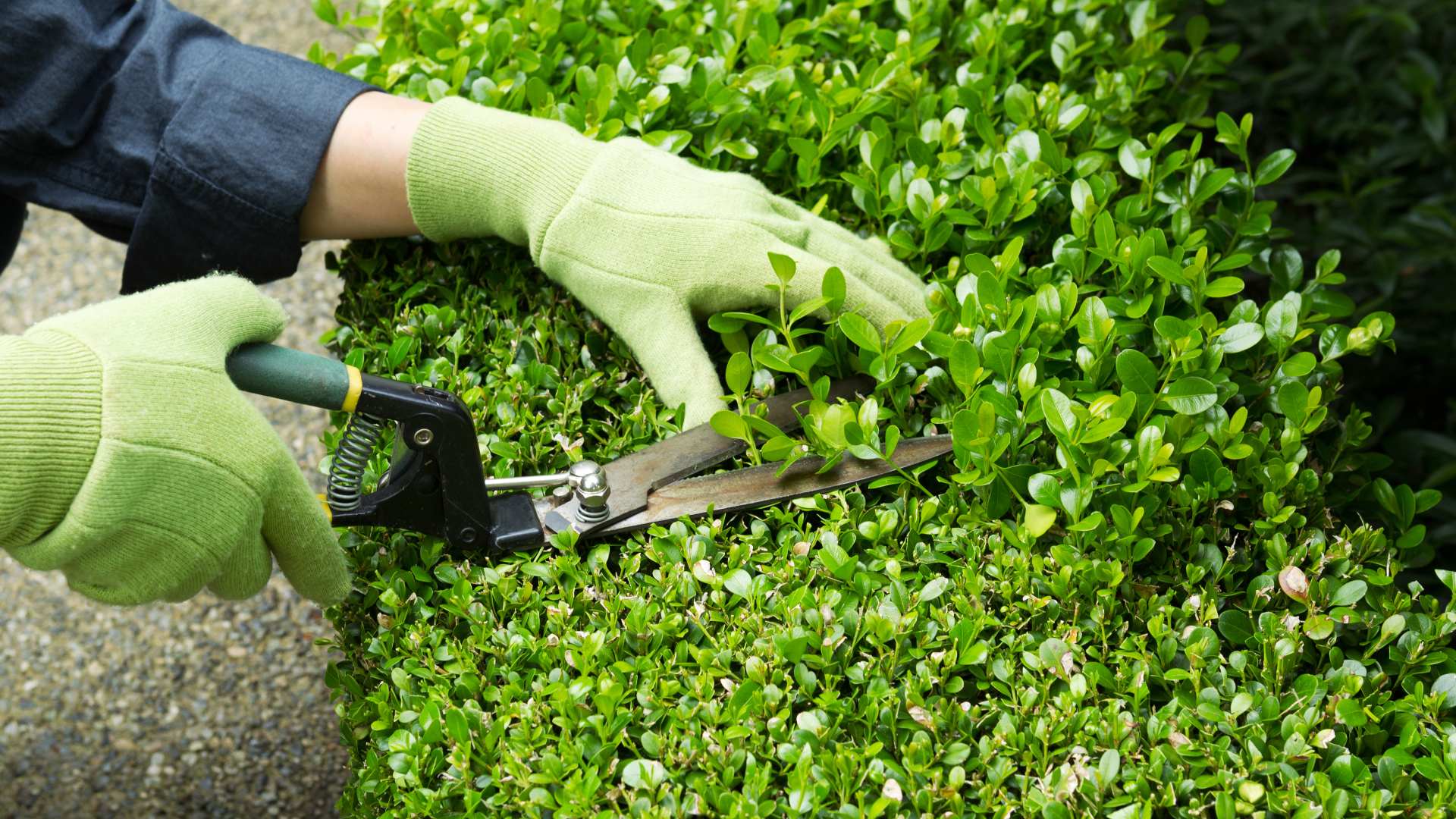 Professional trimming a shrub in a landscape bed in Macungie, PA.