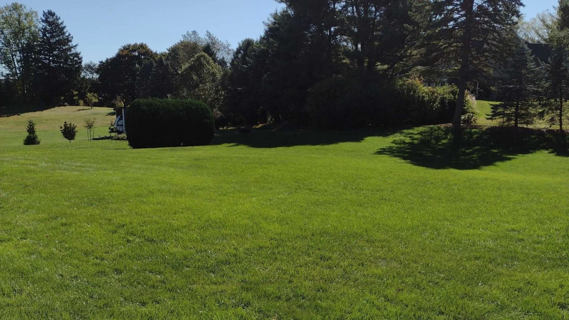 Can Weed Control Treatments Damage Your Lawn?