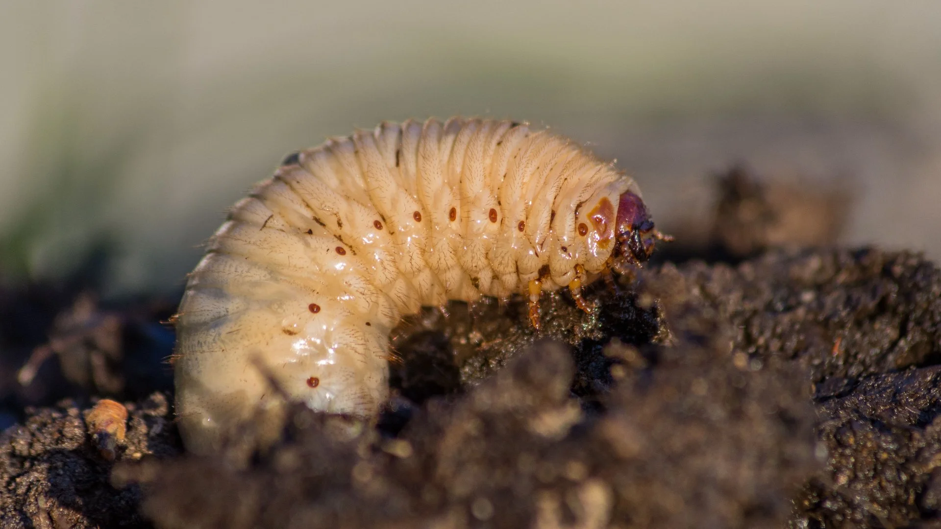 Will Grubs Go Away Without Intervention?