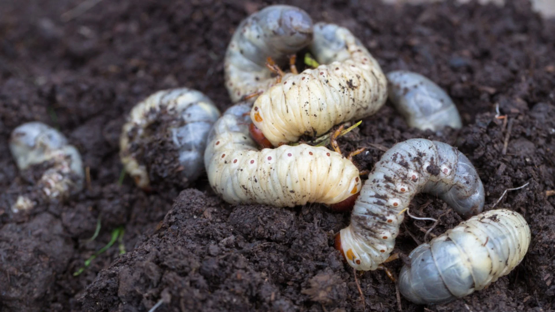 Notice Any of These Signs? If So, Your Lawn Is Likely Infested With Grubs!