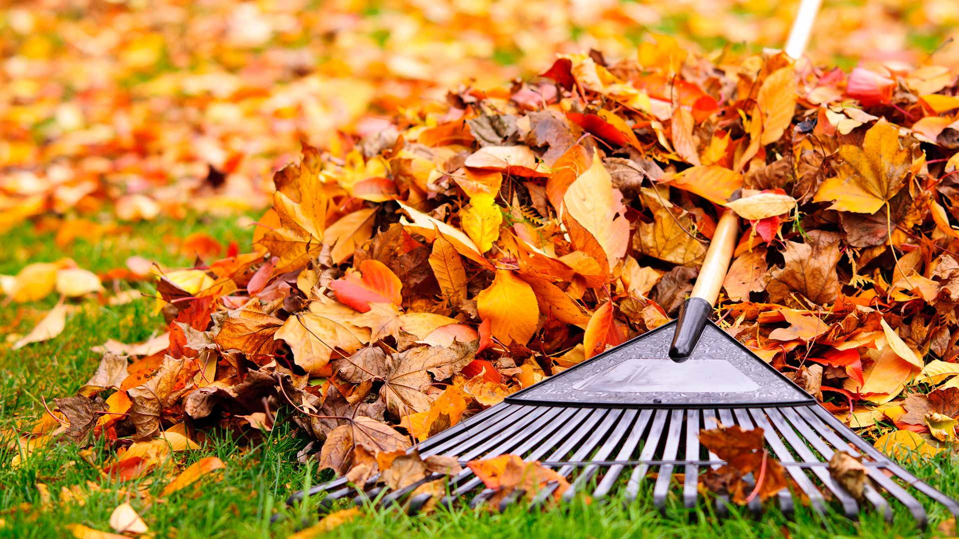 3 Questions to Ask When Scheduling a Professional Fall Yard Cleanup