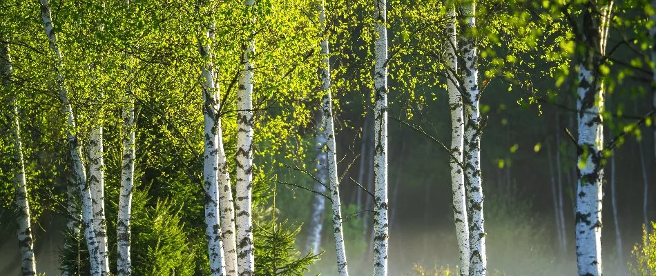 Birch trees with their white bark in Pennsylvania.