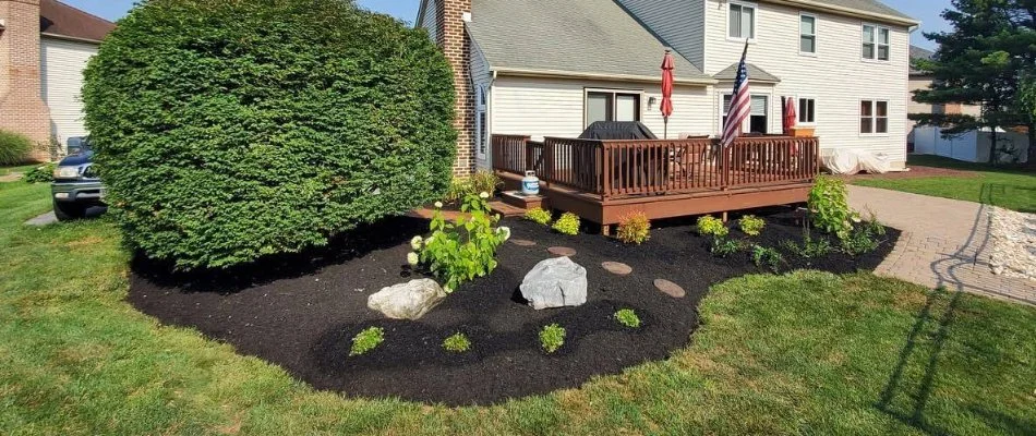 Black mulch and lush shrub in a landscape bed in Macungie, PA.