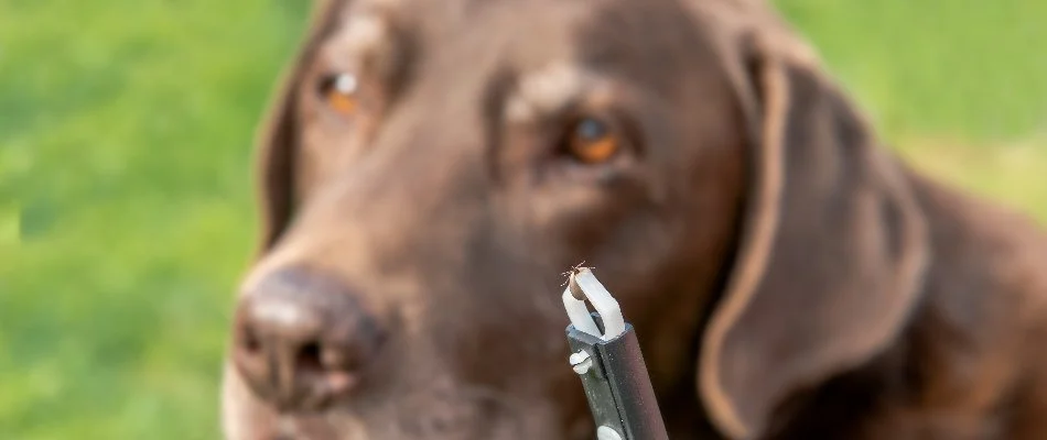 Brown dog and tweezers with a tick in Macungie, PA.