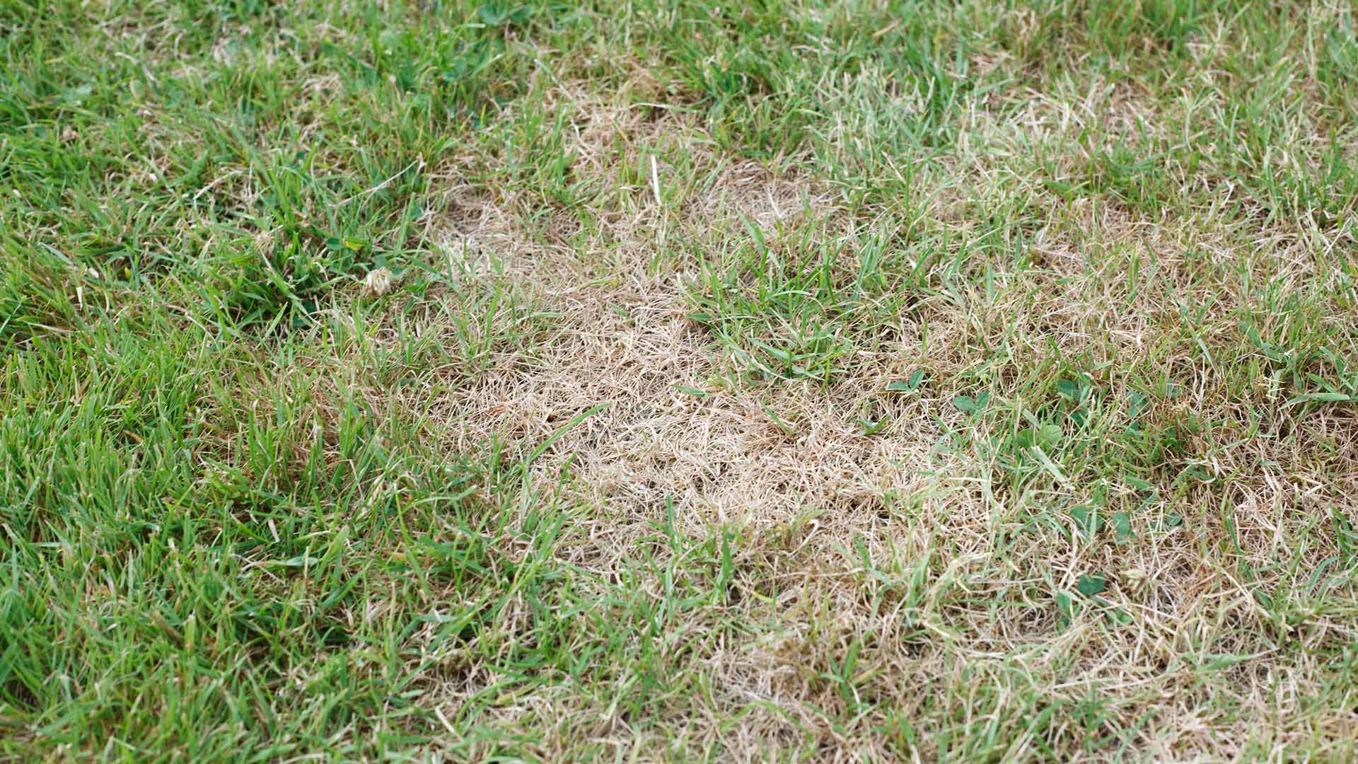 3 Signs Your Lawn is Battling an Insect Infestation