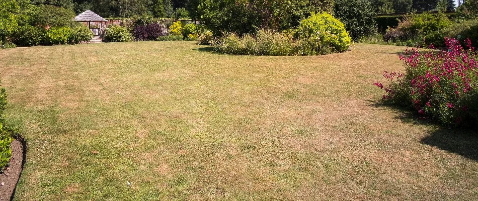 Brown lawn in Macungie, PA, with landscaping and plants.