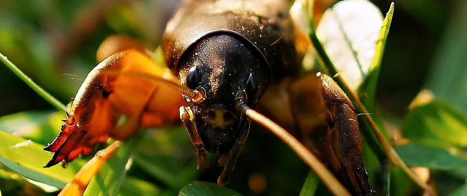 Close up of a mole cricket in Macungie, PA.