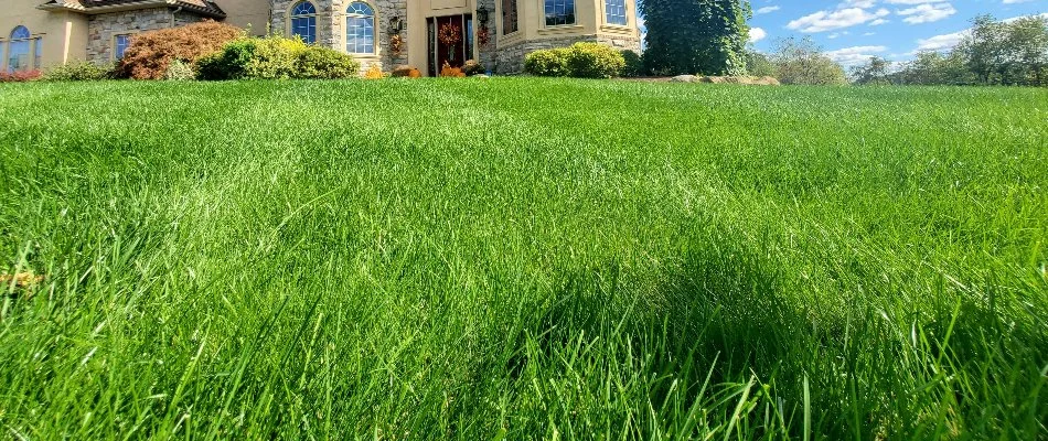 Close up of lush, green grass in Macungie, PA.