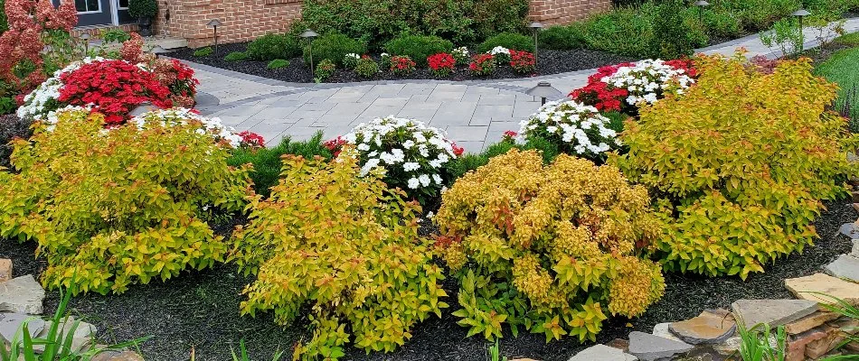 Clusters of plants in a landscape in Macungie, PA.