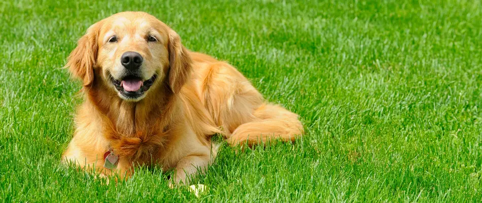 Dog in a green lawn in Macungie, PA, after fertilization.
