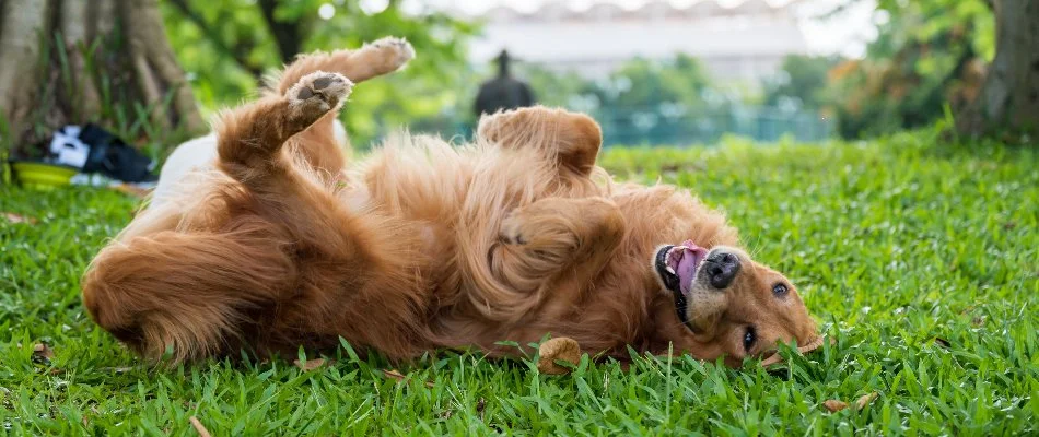 Dog rolling on green grass in Macungie, PA.