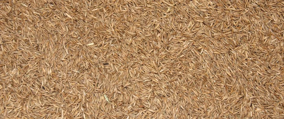 Fescue grass seeds for overseeding in Pennsylvania.